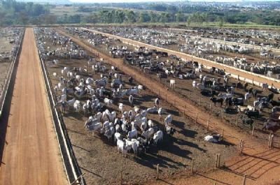 Pecuaristas de Mato Grosso devem confinar quase 530 mil bovinos em 2022 Pecuaristas de Mato Grosso devem confinar quase 530 mil bovinos em 2022