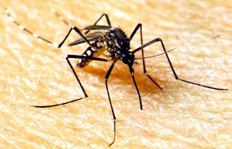 Secretaria de Estado de Saúde alerta sobre nova cepa da dengue identificada em Mato Grosso