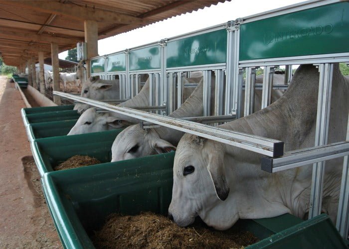 Pecuaristas de Mato Grosso investem no uso de tecnologia para ganhos de produtividade Pecuaristas de Mato Grosso investem no uso de tecnologia para ganhos de produtividade