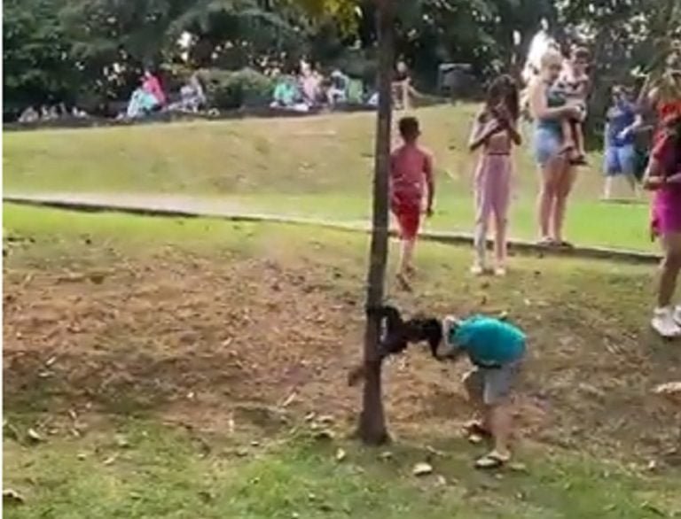 Veja vídeo: menino é atacado por um macaco-aranha em Sorriso Veja vídeo: menino é atacado por um macaco-aranha em Sorriso