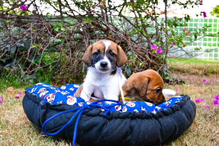 Bem-Estar realizará a primeira feira de adoção de animais de 2024 neste final de semana