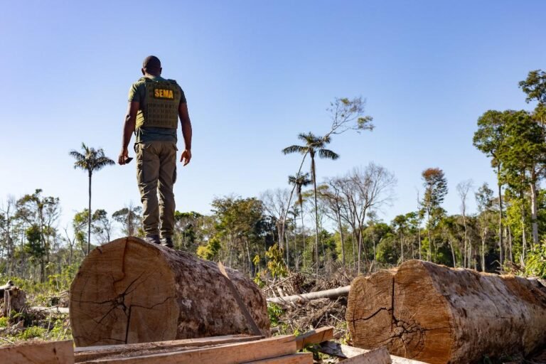 RESERVA DA MADEIRA Período proibitivo para exploração do manejo florestal sustentável encerra na próxima segunda-feira (01)