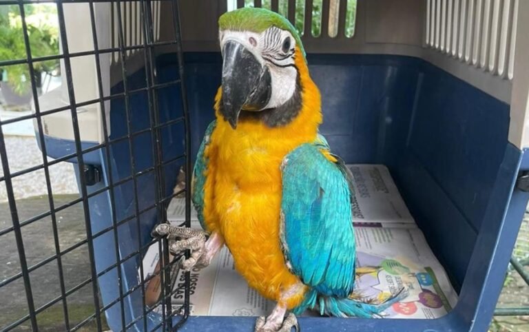 DESTAQUES Sema devolve cateto à natureza e entrega arara para guardião após resgate em Guarantã do Norte