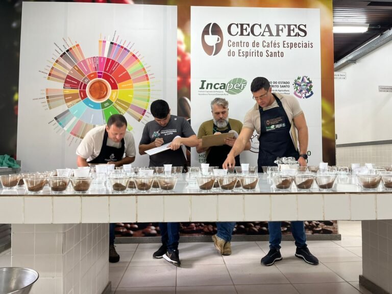 Pesquisa identifica os melhores clones de café para produção em Mato Grosso