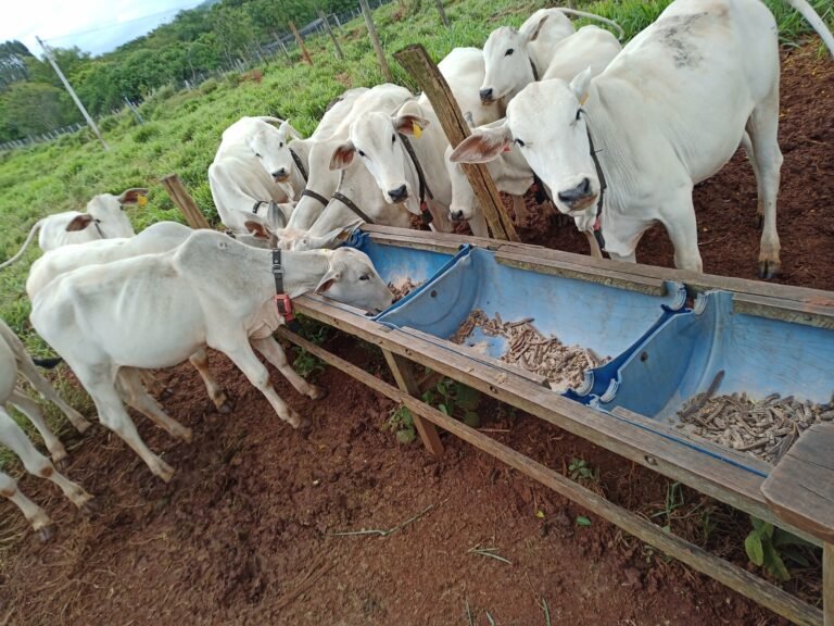 Pesquisadores desenvolvem estudos para melhorar a produtividade e reduzir emissões de metano na pecuária de MT Pesquisadores desenvolvem estudos para melhorar a produtividade e reduzir emissões de metano na pecuária de MT