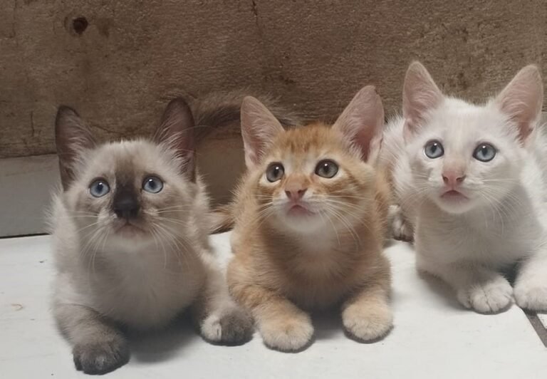 Associação protetora de animais e mais 166 entidades sociais são beneficiadas com sorteio do Nota MT Associação protetora de animais e mais 166 entidades sociais são beneficiadas com sorteio do Nota MT