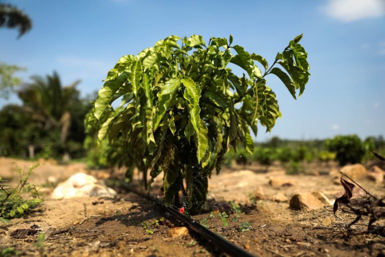 Sistema de irrigação custeado pelo Governo de MT garante produção de café em Colniza Sistema de irrigação custeado pelo Governo de MT garante produção de café em Colniza
