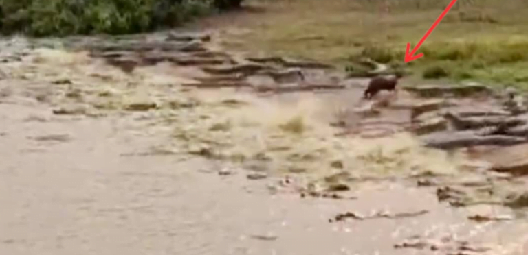 Capirava ‘enfrenta’ e foge de dezenas de jacarés em Mato Grosso