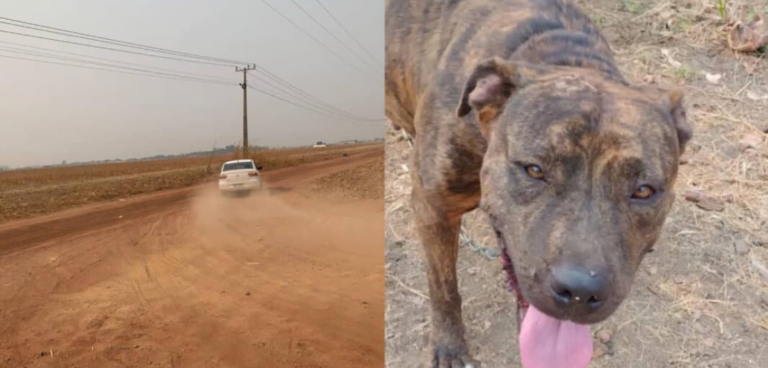 Pitbull corre atrás de carro após ser abandonado por casal em Sinop