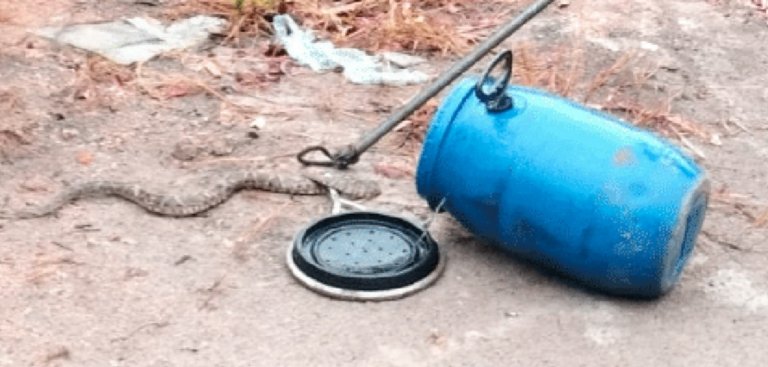 Moradores encontram jararaca em área pública de MT e bombeiros realizam captura