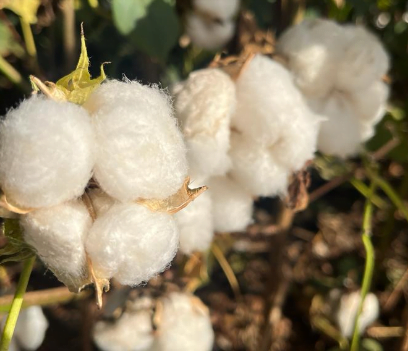 Safra 2023/24: Mato Grosso deve exportar 1,72 mi t de pluma