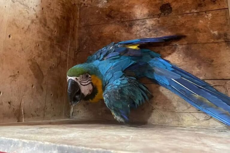 Arara-canindé atropelada por caminhão na BR-163 é resgatada