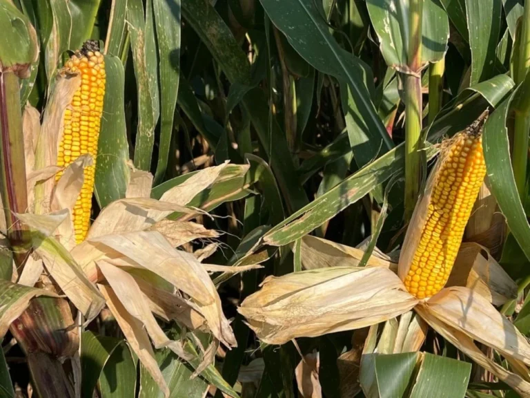 Pesquisa tem sido fundamental para qualidade e produtividade das lavouras de milho em Iowa