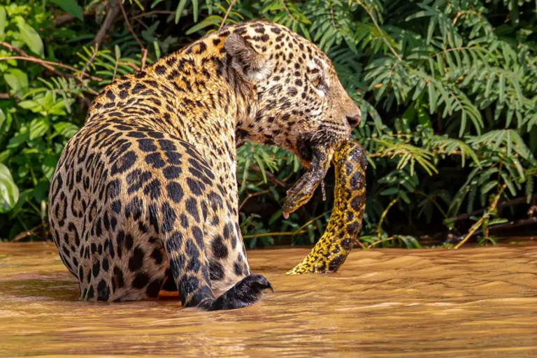 Onça-pintada é flagrada atacando sucuri no Pantanal; imagens surpreendem