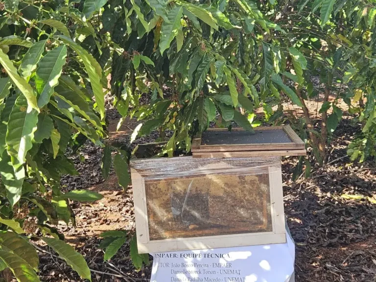 Projeto utiliza abelhas para aumentar em até 30% produtividade de cafezais